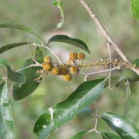 Lepisanthes tetraphylla var. tetraphylla (Vahl) Radlk.